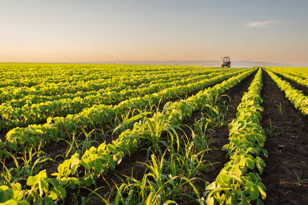 Tractor spraying pesticides on soybean field with sprayer at spring